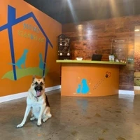 PET SET STAY AND PLAY logo