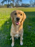 Haney's Goldens logo