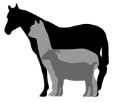 Hartwell Equine Veterinary Services logo
