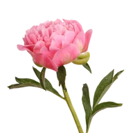 Simple Blessings Floral Designs logo