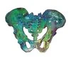 Progressive Pelvis Physical Therapy logo
