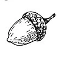 Naturally Nurtured Nature School logo