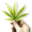 All Natural Health Certifications Savannah Medical Marijuana Doctor logo