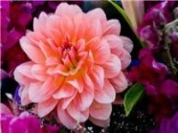 Uptown Florist logo