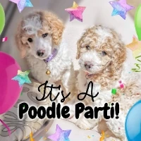 It's A Poodle Parti! logo