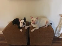 Any Animal Pet Sitting & Rsc logo